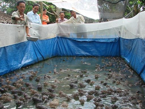 Cách chăm sóc và phòng bệnh trong trang trại nuôi ếch hiệu quả